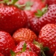 Erdbeeren zum Selbstpflücken